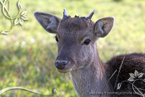 deer2