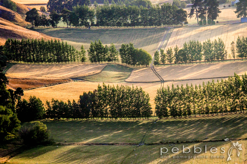 hot_air_balloon_queenstown22