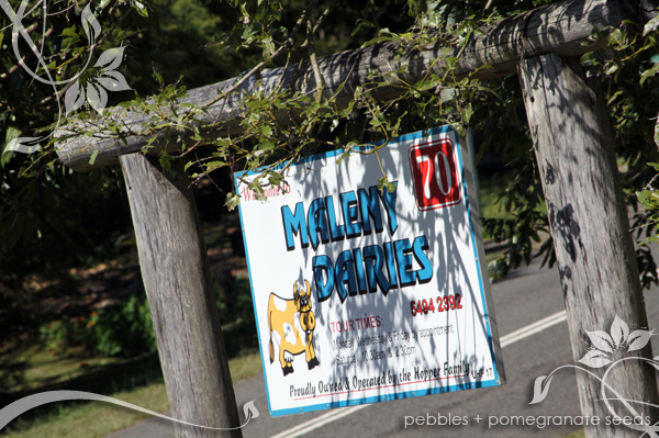 maleny_dairies4