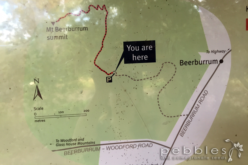 mt-beerburrum13