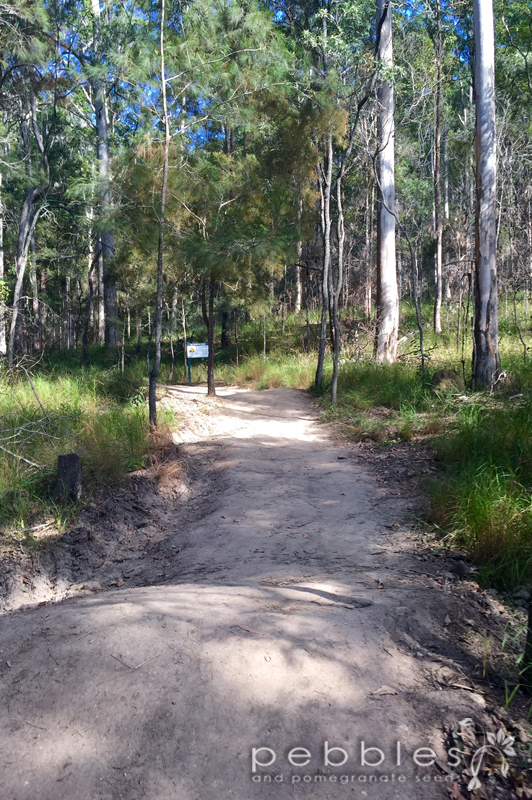 mt-cooroora18