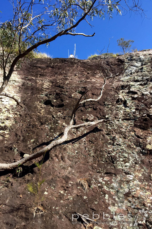 mt-tinbeerwah13