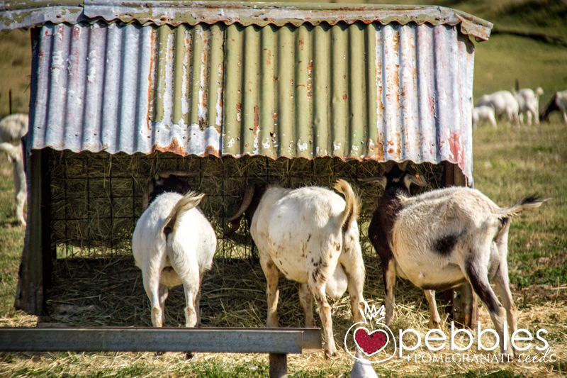 southern-cross-smallgoods13