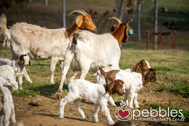 southern-cross-smallgoods25