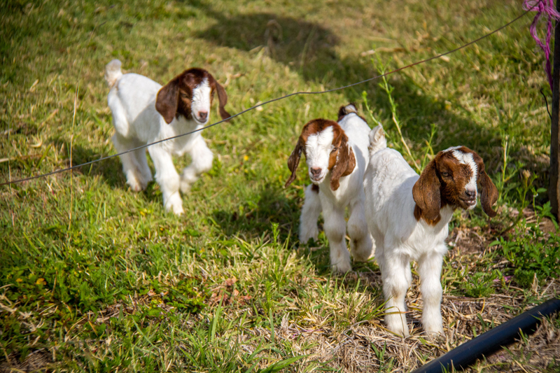 southern-cross-smallgoods31