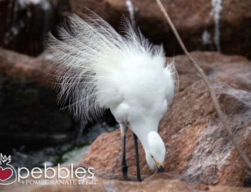 Darwin, the NT, and my new love… Birds!