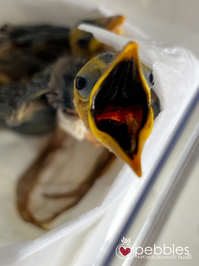 edward-blue-faced-honeyeater-03