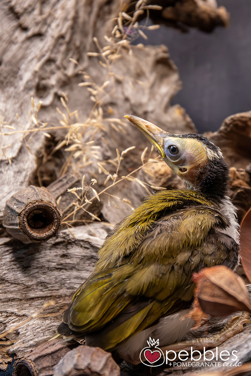 edward-blue-faced-honeyeater-21