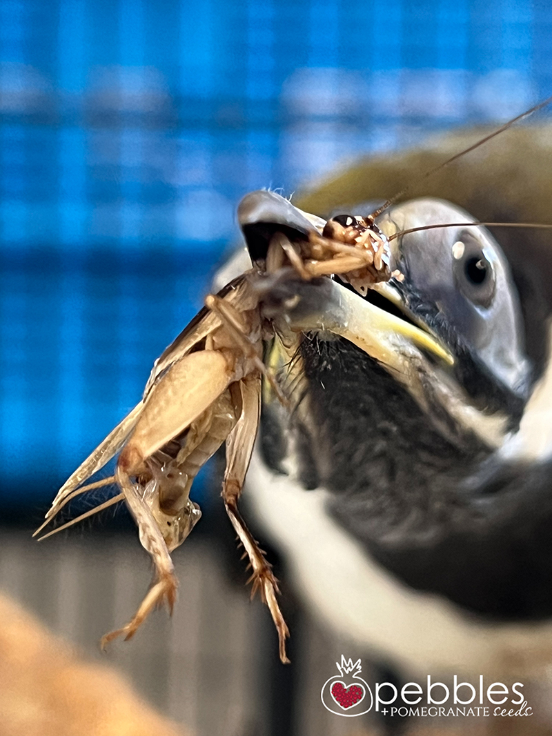 edward-blue-faced-honeyeater-23