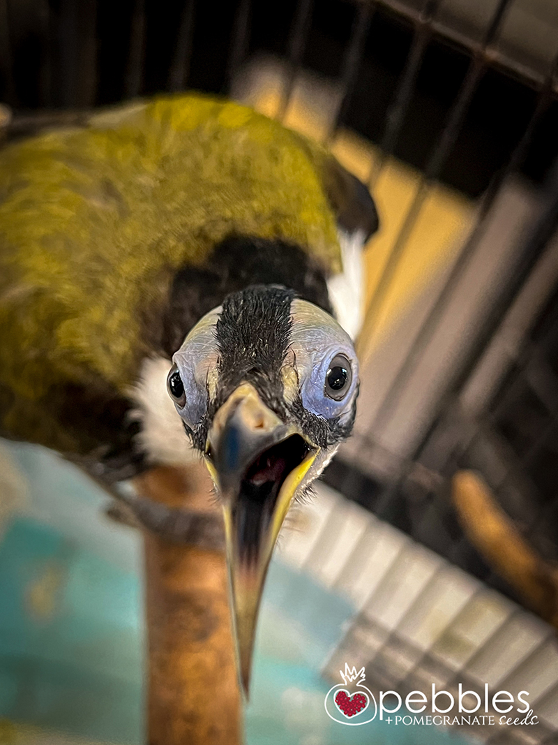 edward-blue-faced-honeyeater-26