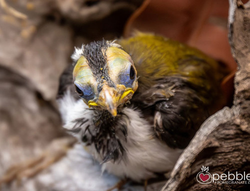 Edward, my little White-quilled Honeyeater Rescue