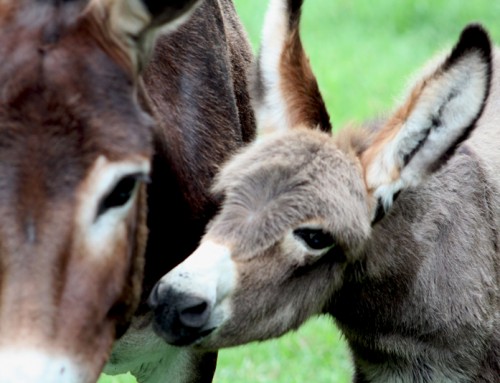 All I want for Christmas is a… donkey?